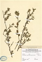 藏品(恆春金午時花)的圖片